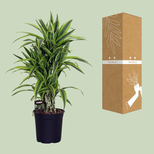 Dracaena Fragrans Lemon Lime - 100 cm - Ø24 cm | Dracaena - Drakenboom