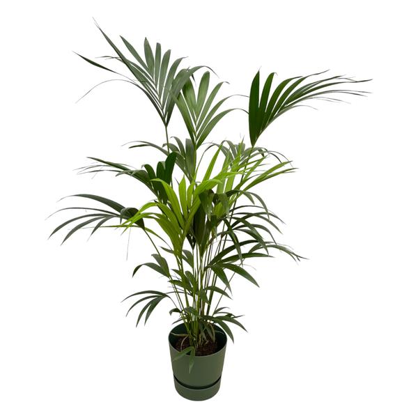 Kentia palm - in Elho Greenville Round pot - 160 cm - Ø30 cm | Palm