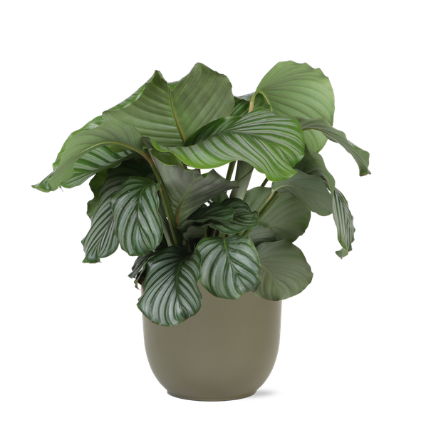 Calathea Orbifolia - 70cm - Ø21cm - in diverse kleuren Boule pot | Calathea