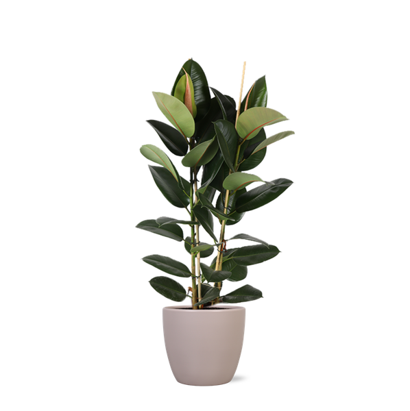 Ficus Elastica Robusta - 110cm - Ø24cm in Boule pot | Ficus