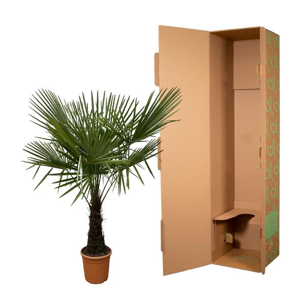 Trachycarpus - 180 cm - Ø30 cm | Winterharde Palm voor een Tropisch Accent