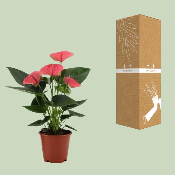 Anthurium Sweet Dream - 36 cm - Ø12 cm | Kamerplant