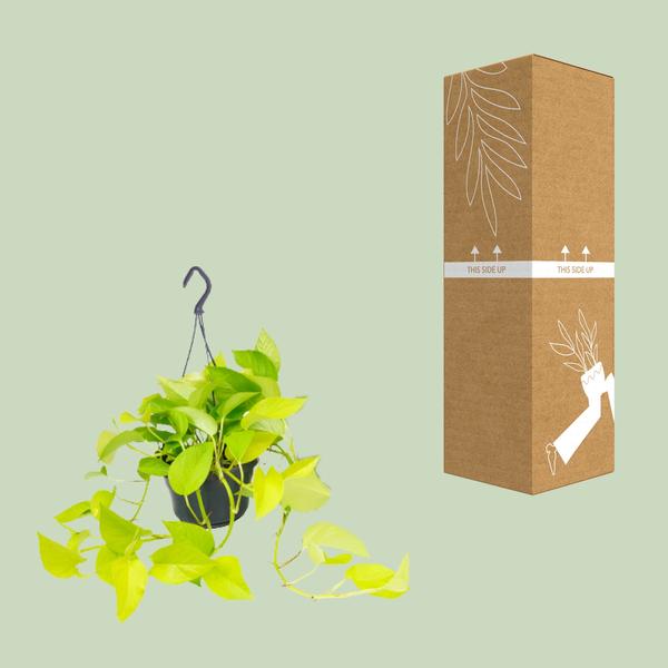 Epipremnum Pinnatum - Scindapsus - 20 cm - Ø15 cm met hanger | Golden Pothos