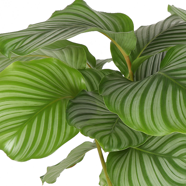 Calathea Orbifolia - 70cm - Ø21cm | Calathea