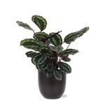 Calathea Medaillon - 70cm - Ø21cm - in verschillende kleuren Boule pot | Calathea