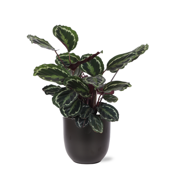 Calathea Medaillon - 70cm - Ø21cm - in verschillende kleuren Boule pot | Calathea