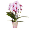 Orchidee | Roze Phalaenopsis orchidee - Niagara Fall  - potmaat Ø9cm