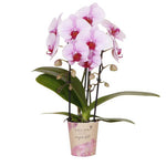 Orchidee | Roze Phalaenopsis orchidee - Niagara Fall  - potmaat Ø9cm