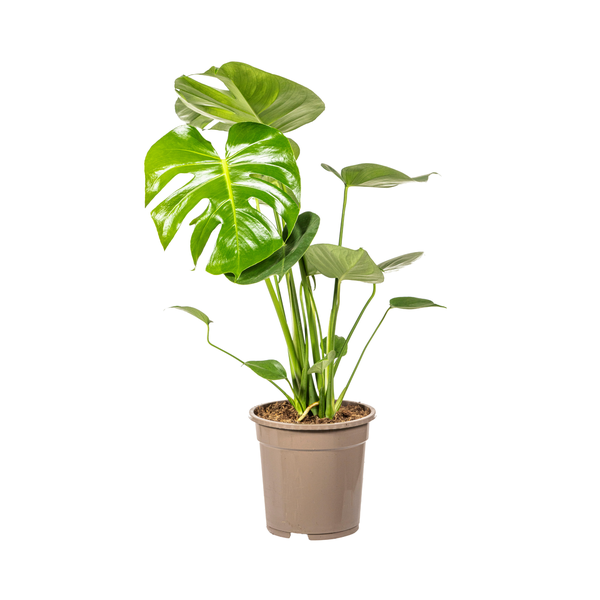 Monstera Deliciosa Tauerii - 80cm - Ø19cm | Monstera