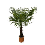 Trachycarpus - 180 cm - Ø30 cm | Winterharde Palm voor een Tropisch Accent