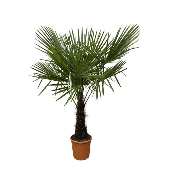 Trachycarpus - 180 cm - Ø30 cm | Winterharde Palm voor een Tropisch Accent