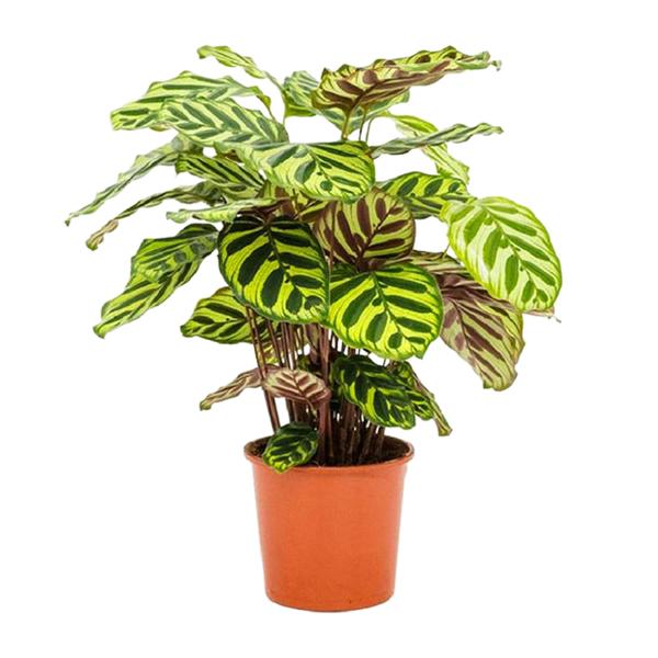 Calathea Makoyana - 45cm - koop je bij Plant & Bomenshop