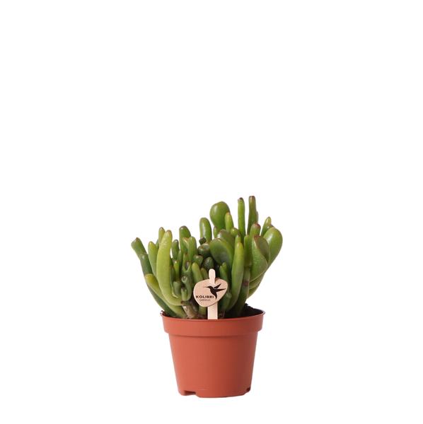 Succulent Crassula Hobbit -  potmaat Ø6 cm of Ø9 cm | Vetplantje met Robuuste stengels