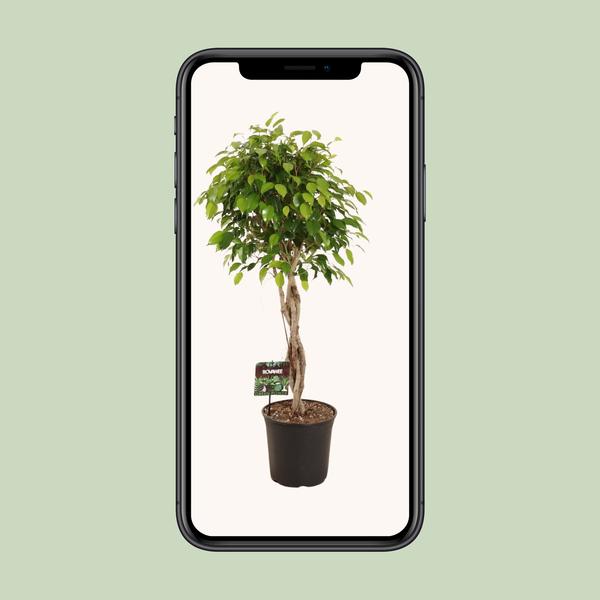 Ficus Benjamina Exotica - 120 cm - Ø27 cm | Ficus - Kamerplanten