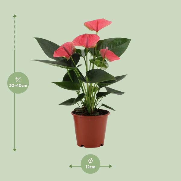 Anthurium Sweet Dream - 36 cm - Ø12 cm | Kamerplant