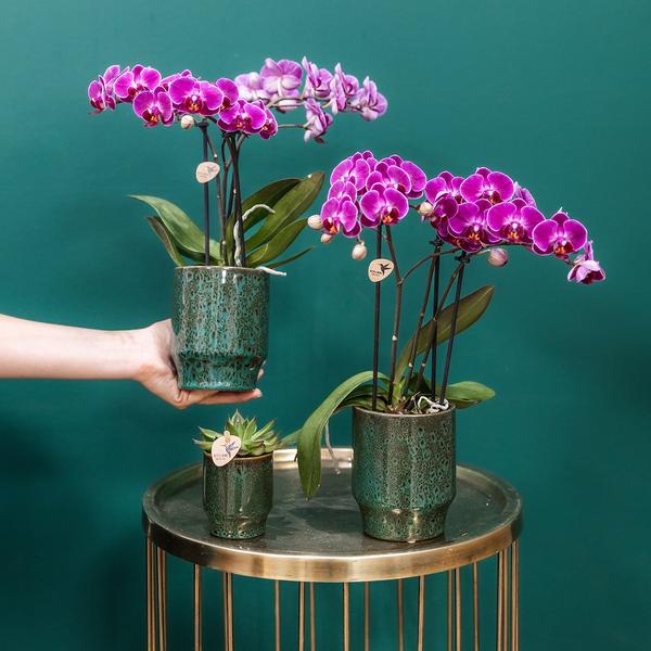 Orchidee | Paarse Phalaenopsis orchidee - Morelia Classy green- potmaat Ø9cm