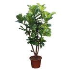 Ficus Lyrata vertakt - 240 cm - ø50 cm- Grote Kamerplant