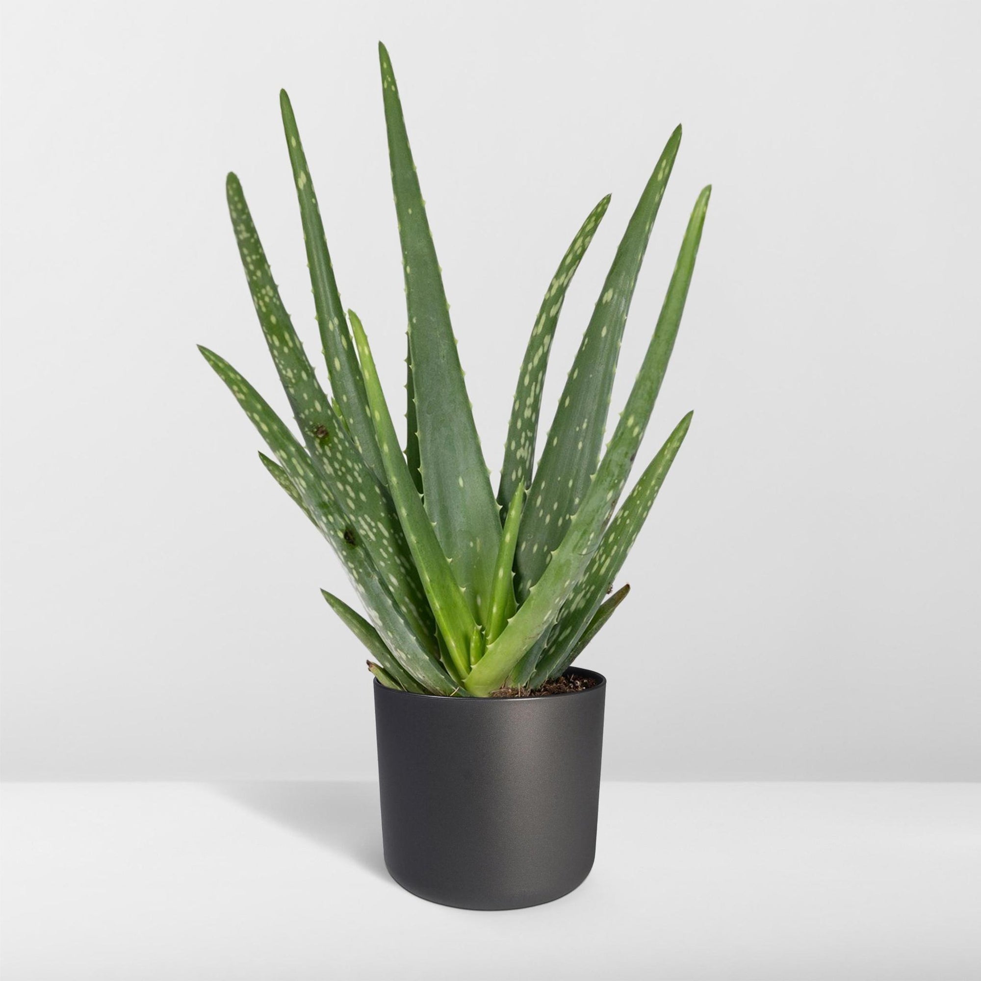 Aloë Vera - 40cm - Ø12 cm | Vetplant