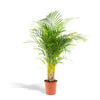 Areca palm - 130 cm - Ø24 cm | Kamerplant