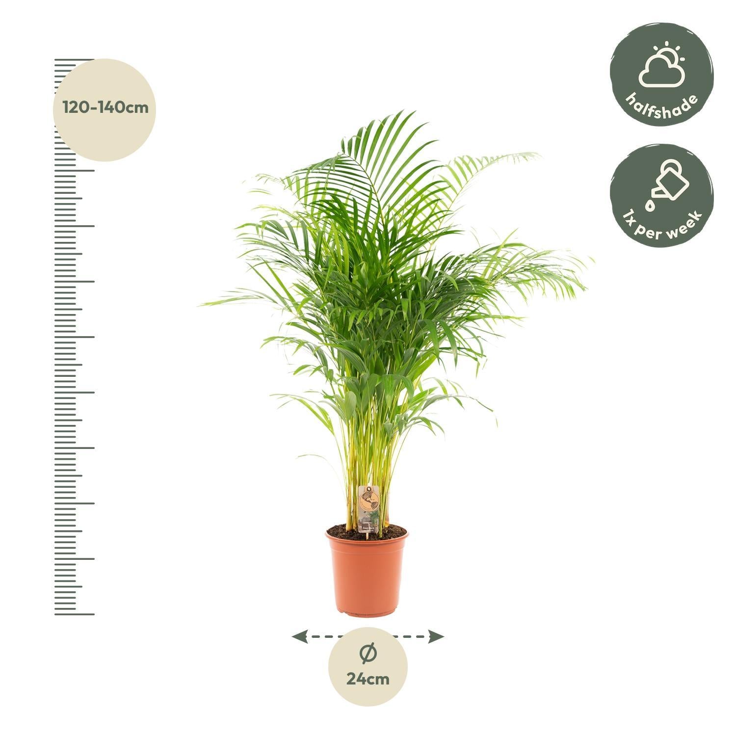 Areca palm - 130 cm - Ø24 cm | Kamerplant