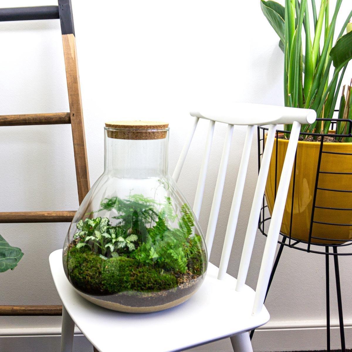 Plant terrarium - Sam XL - ↕ 35 cm | Planten terrarium