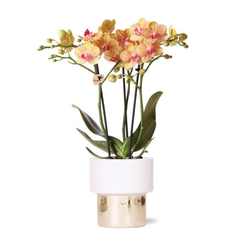 Orchidee | Witte Phalaenopsis orchidee – Jamaica + Lush pot – potmaat Ø9cm