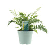 Dryopteris Affinis Fedata – 40 cm – Ø17 cm | Japanse schildvaren