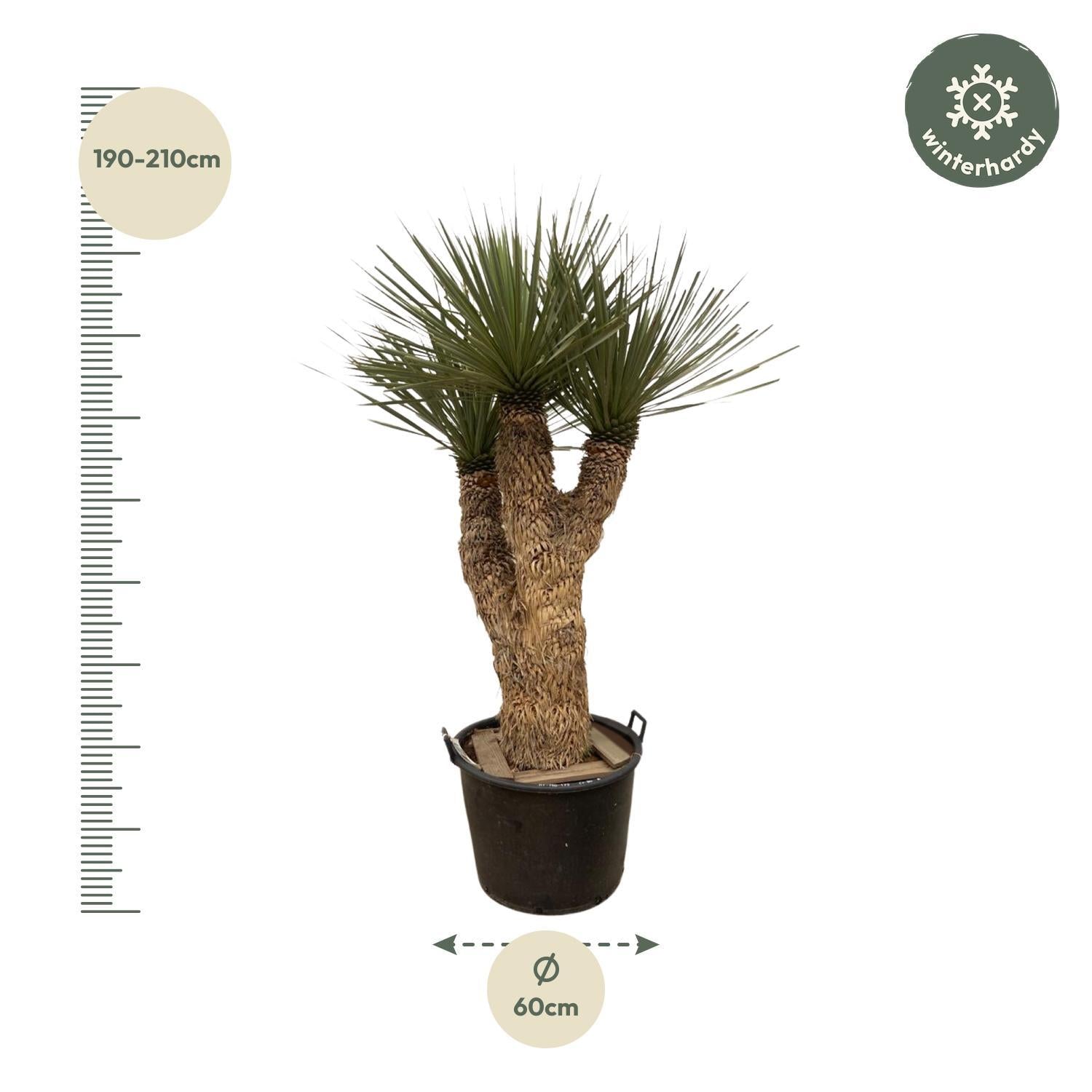 Yucca Rostrata Hidra - 200 cm - ø60 met 3 Stammen