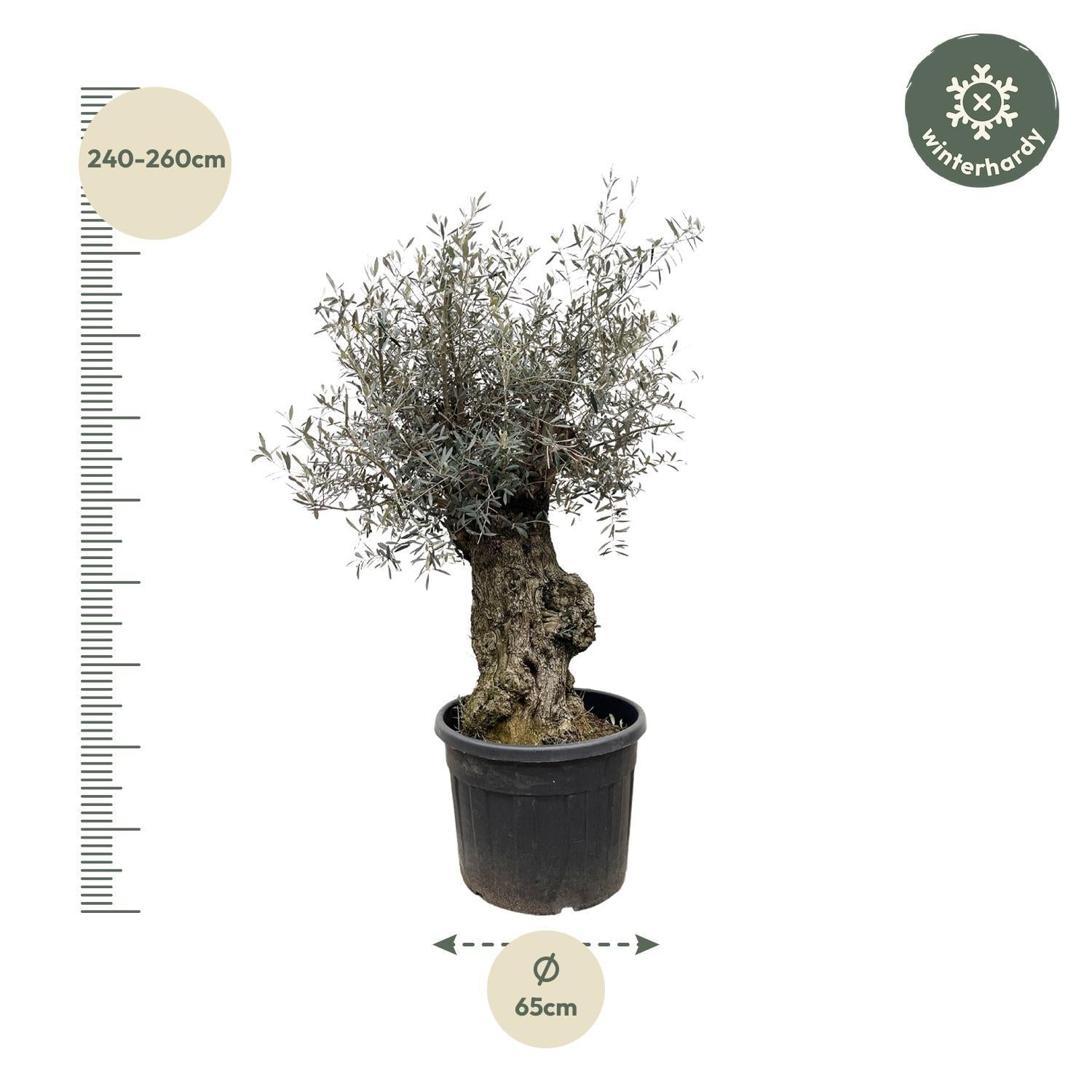 Olea Europaea Bonsai – 250 cm – Ø65 – Prachtige mediterrane blikvanger