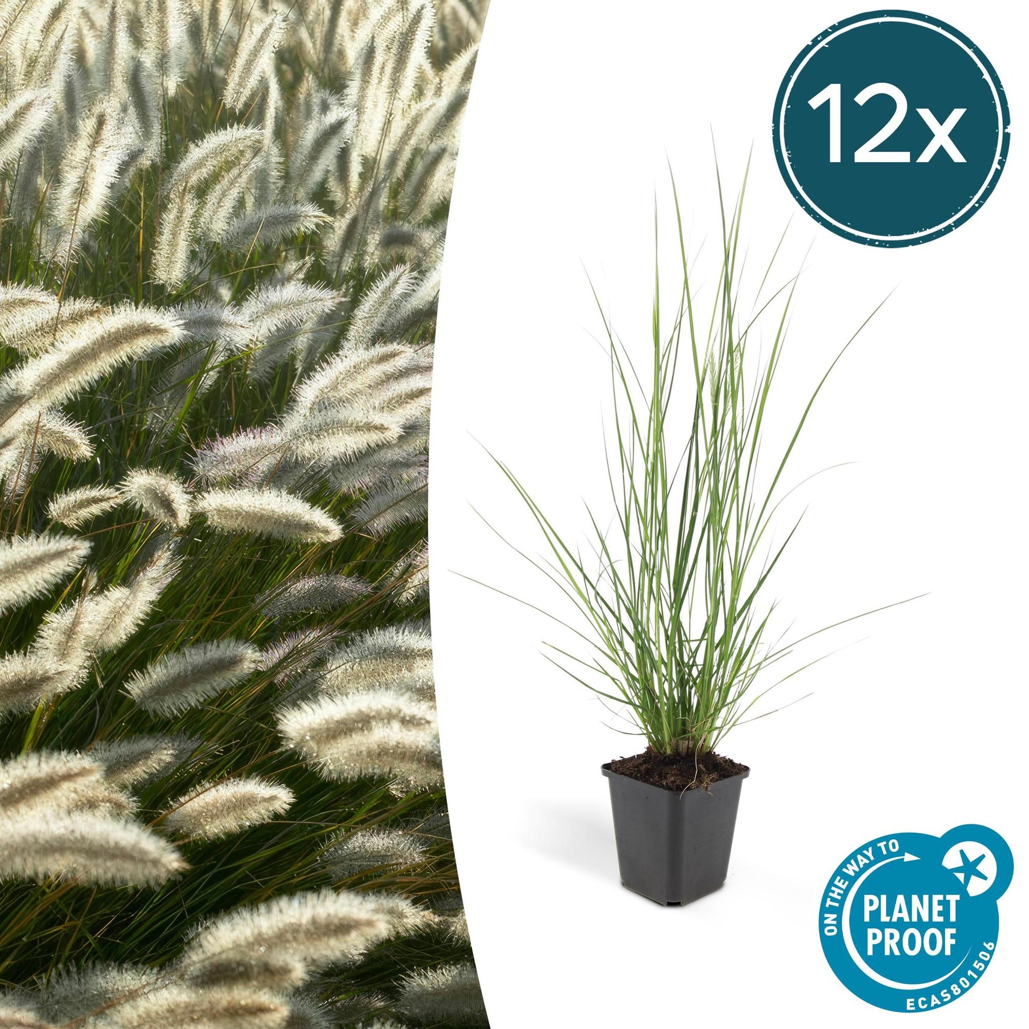 Pennisetum alopecuroides 'Hameln' - ↕10-25cm - Ø9cm - 12x