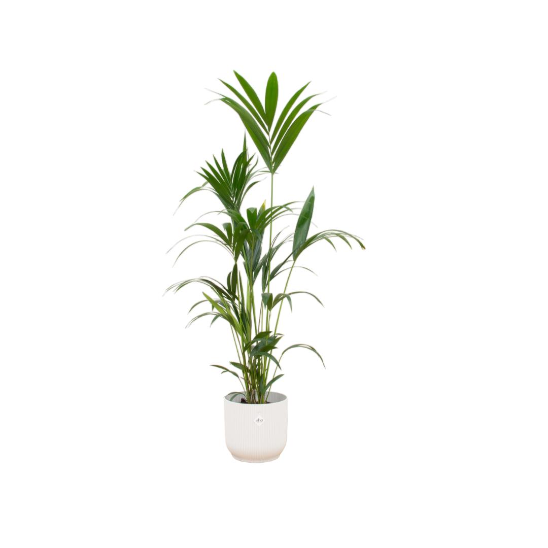 Kentia palm - in Elho Vibes Fold Round wit - 160 cm - Ø30 cm | Kamerplant