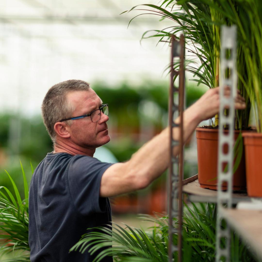 Areca palm inclusief mand - 130cm - Ø24cm | Grote kamerplant