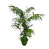 Kentia Palm XXL - 260 cm - ø35 cm | Grote Kamerplanten