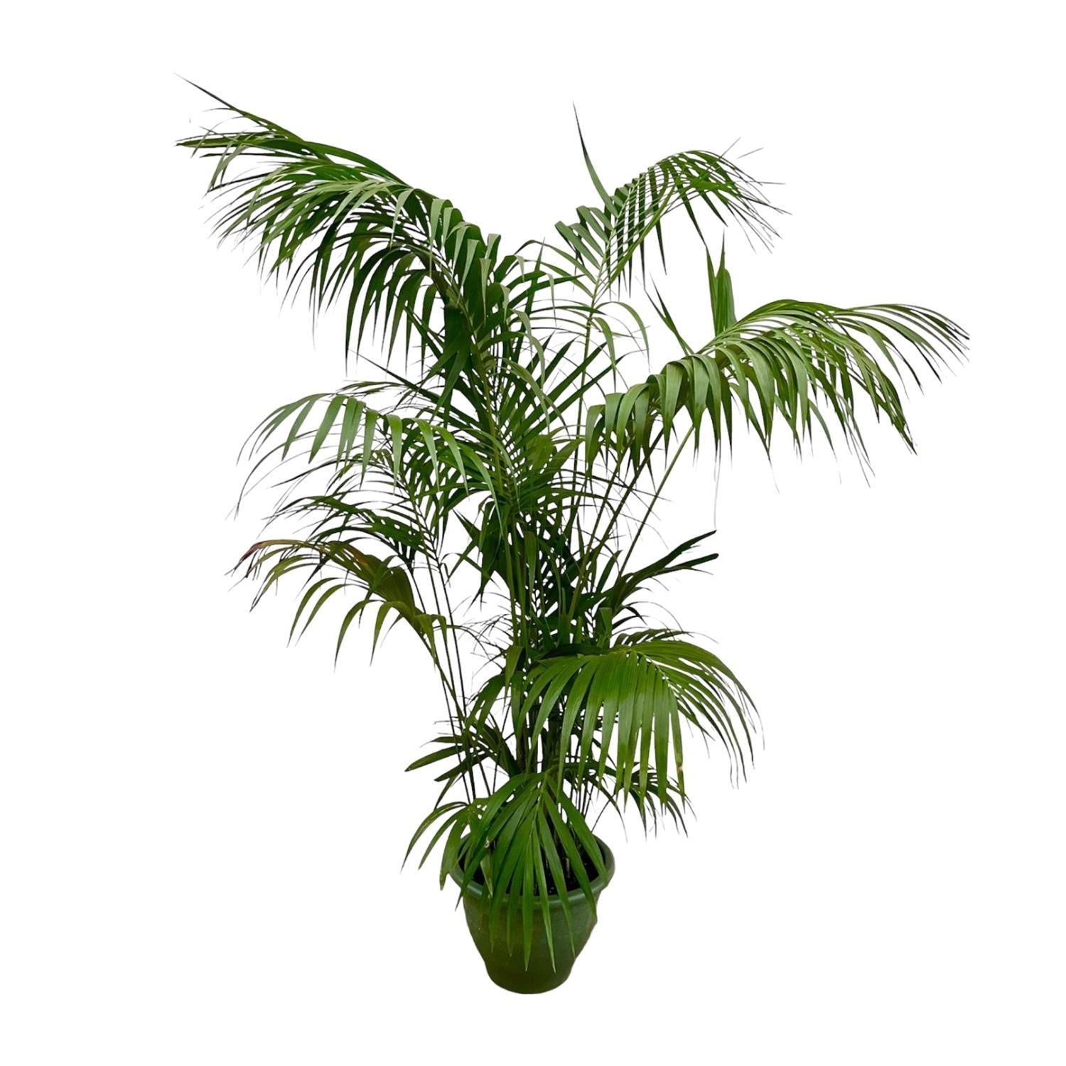 Kentia Palm XXL - 260 cm - ø35 cm | Grote Kamerplanten