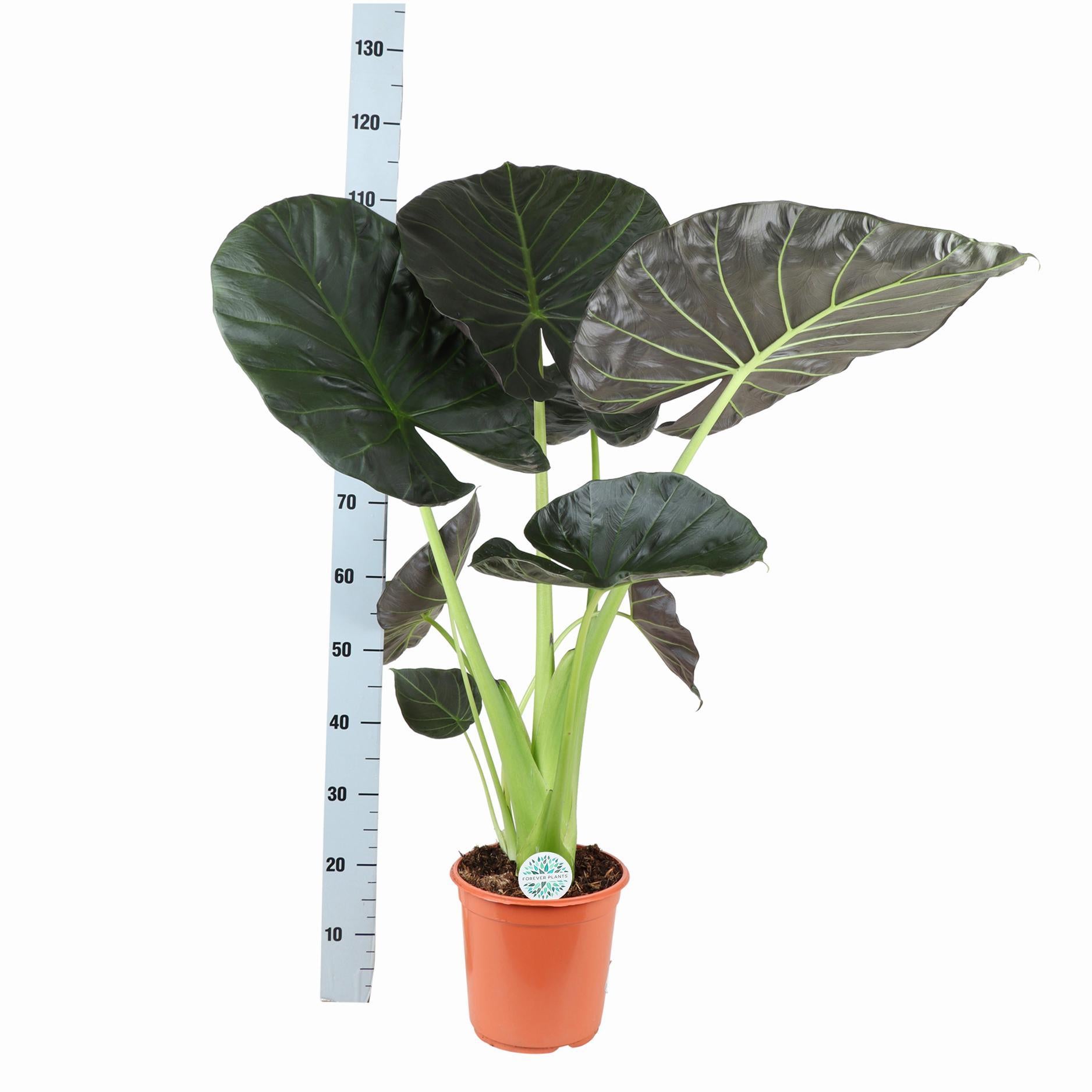 Alocasia Regal Shield - 110cm - Ø24cm - in Boule pot  | Olifantsoor