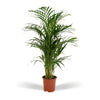 Areca palm - 85 cm - Ø19 cm | Kamerplant