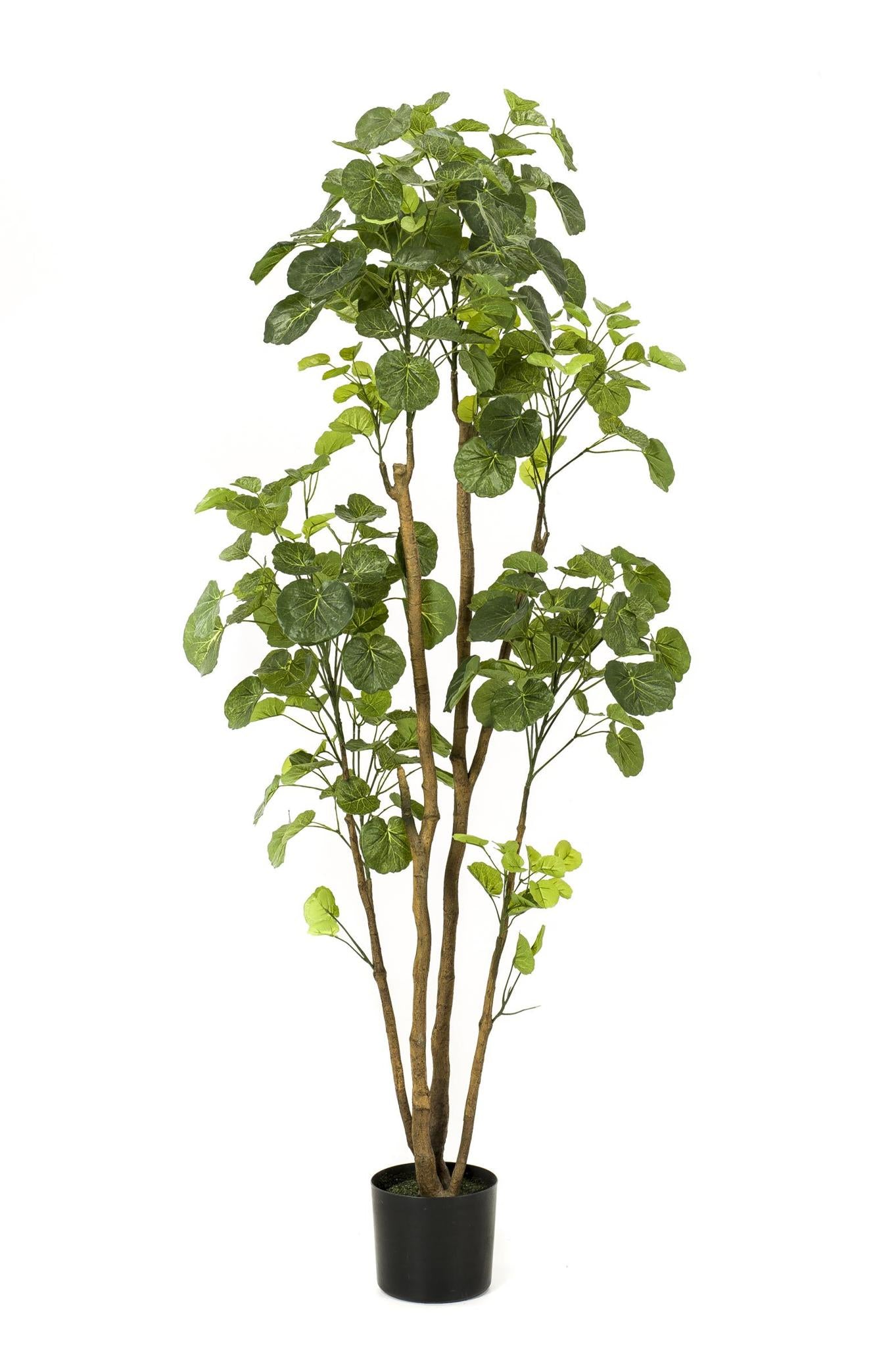 Kunstplant - Polyscias - Aralia - 160 cm - Een levendige aanwinst