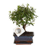 Bonsai Bol Vorm - 30 cm - Ø15 cm | Bonsai kopen