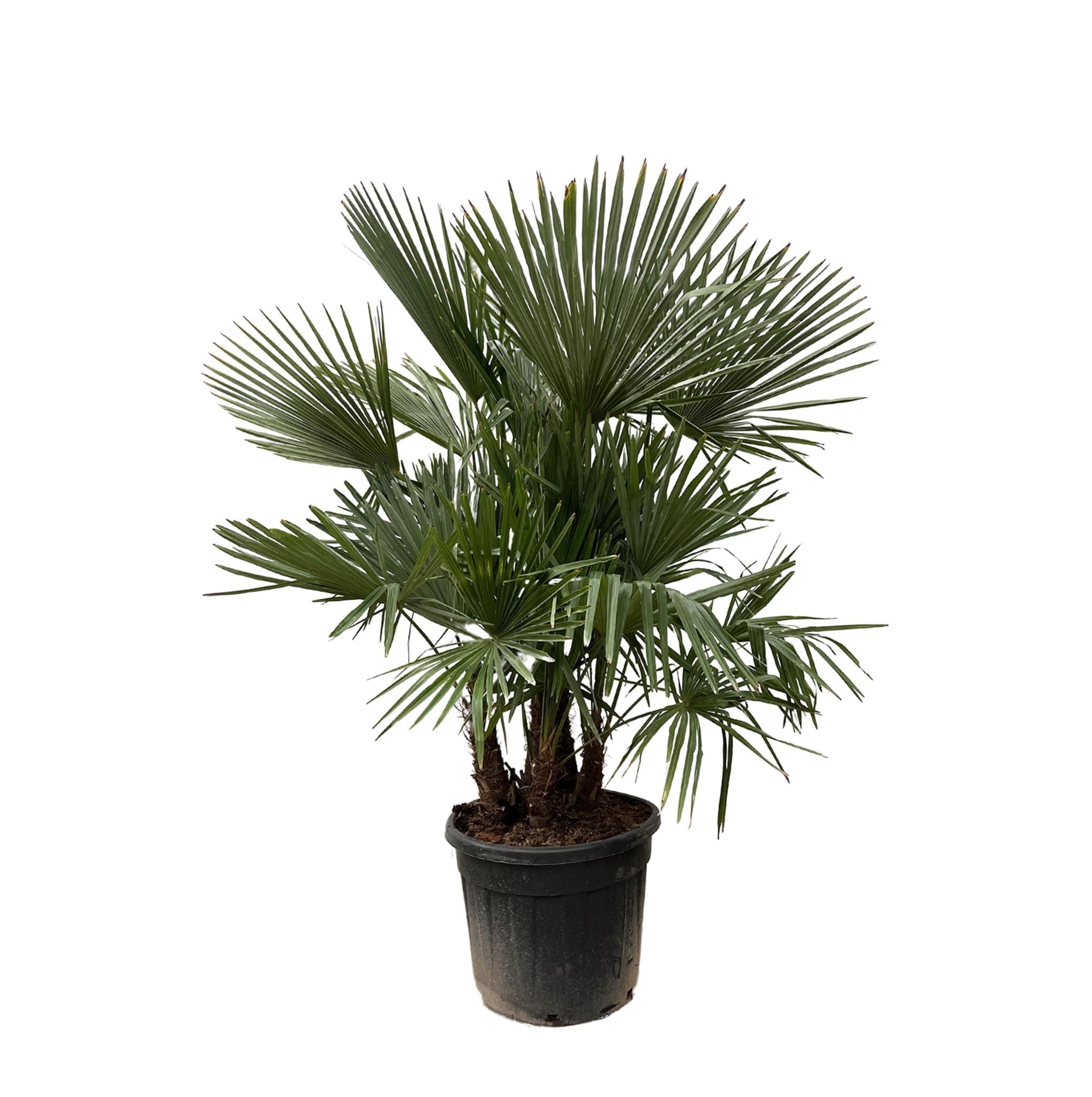 Trachycarpus Fortunei multi stam - 200 cm - Ø45 cm | Palm