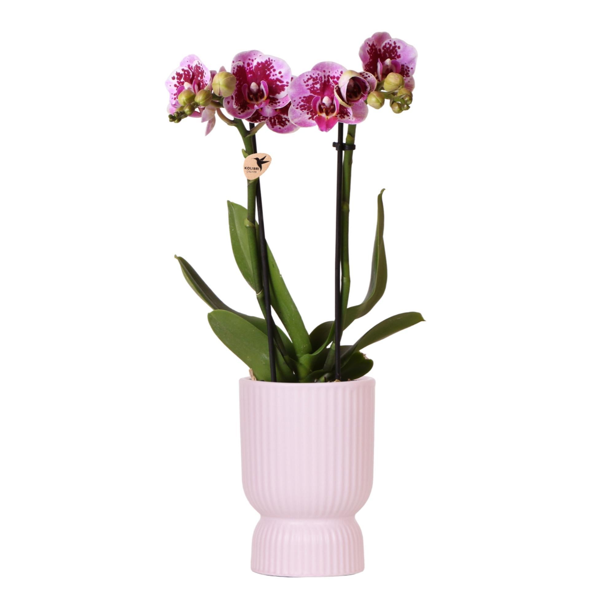 Orchidee | Roze paarse Phalaenopsis orchidee - El Salvador + Diabolo pink - potmaat Ø9cm