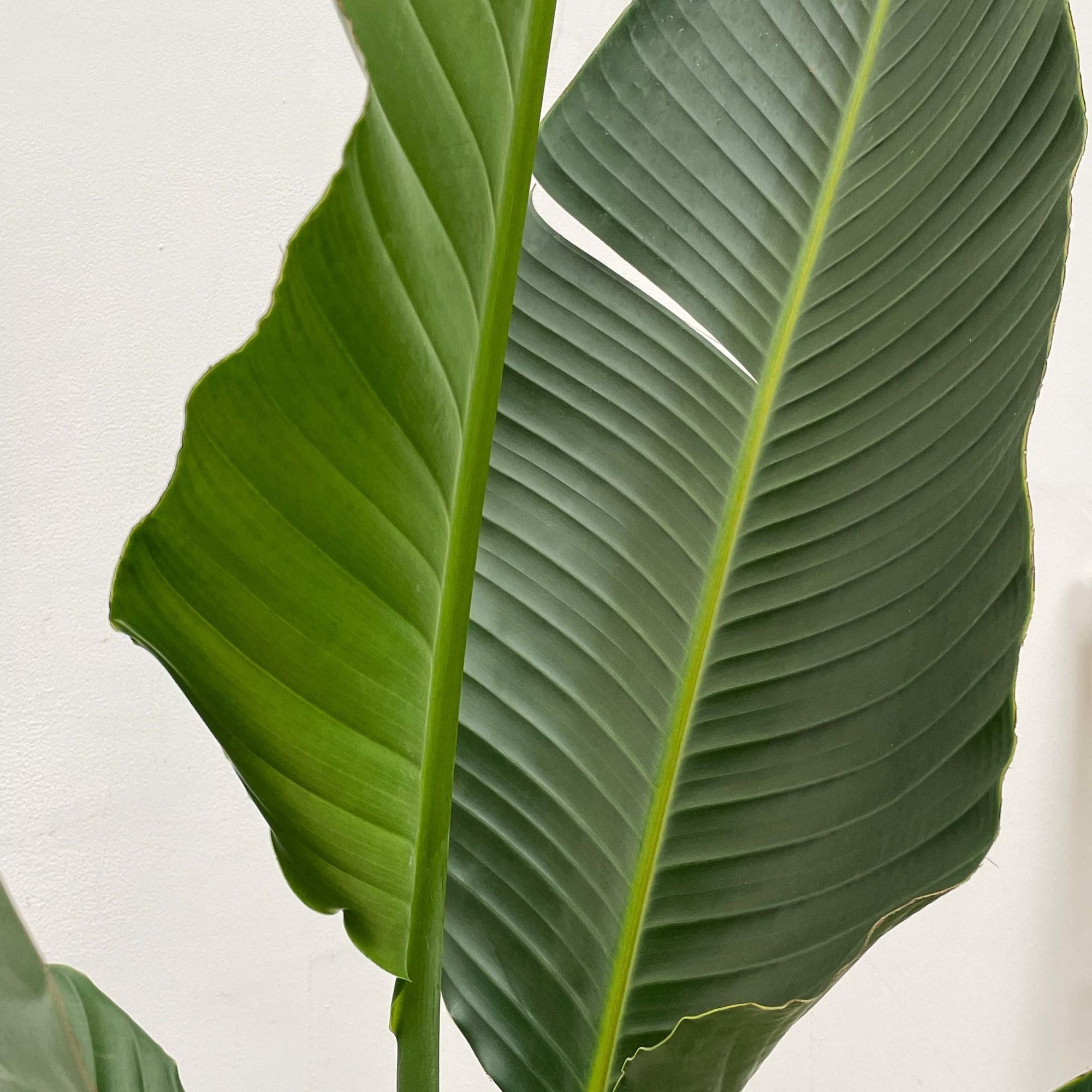 Strelitzia Augusta Multi Stam XXL - 250 cm - ø50 cm - Grote kamerplant