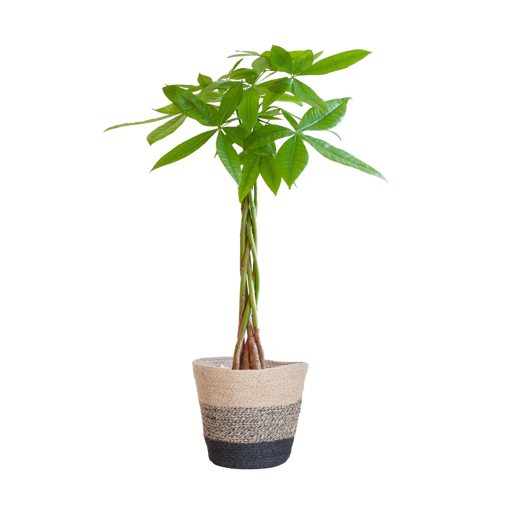 Pachira Aquatica met Mand Lissabon wit - 80cm - Ø21 cm | Geldboom