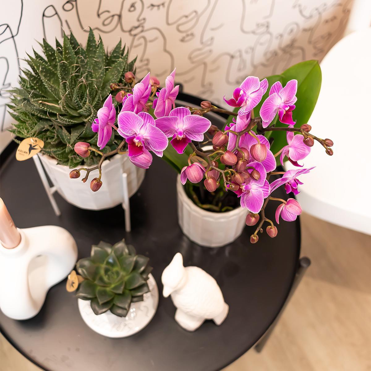 Orchidee | Paars roze Phalaenopsis orchidee - Mineral Vienna - potmaat Ø9cm