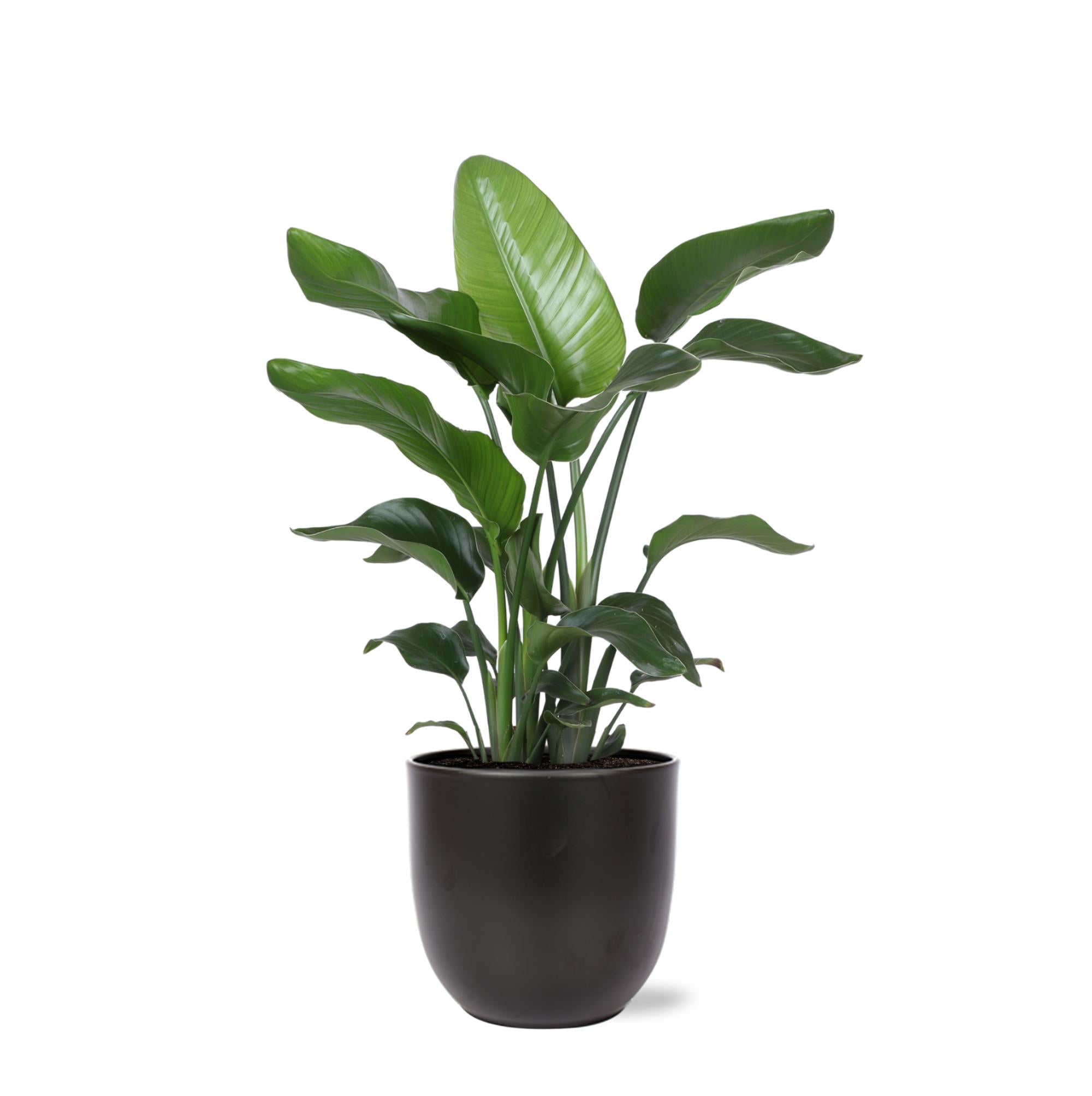 Strelitzia Nicolai - 80 cm - Ø21 cm - in Boule pot | Kamerplanten