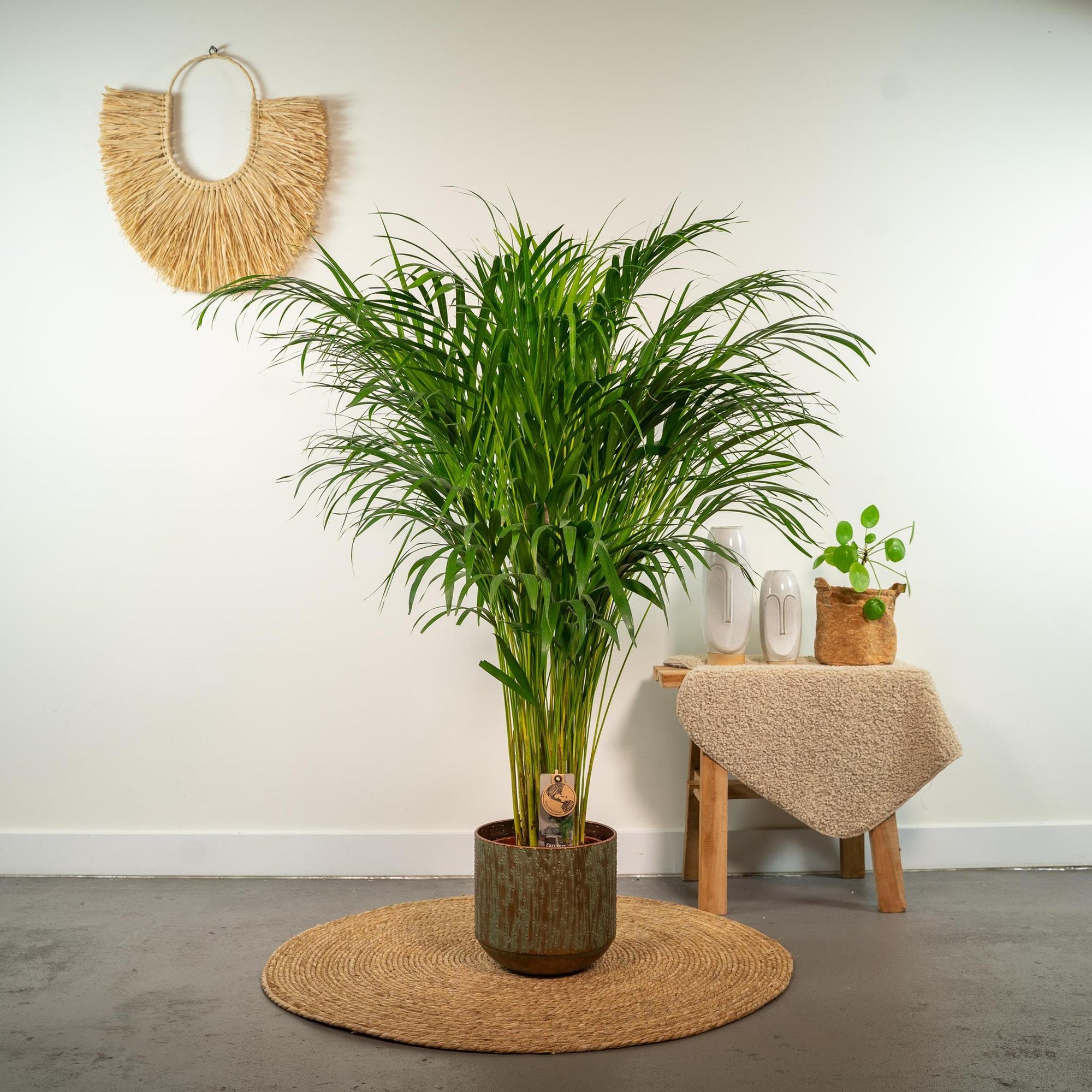 Areca palm - 110 cm - Ø21 cm | Dypsis Lutescens