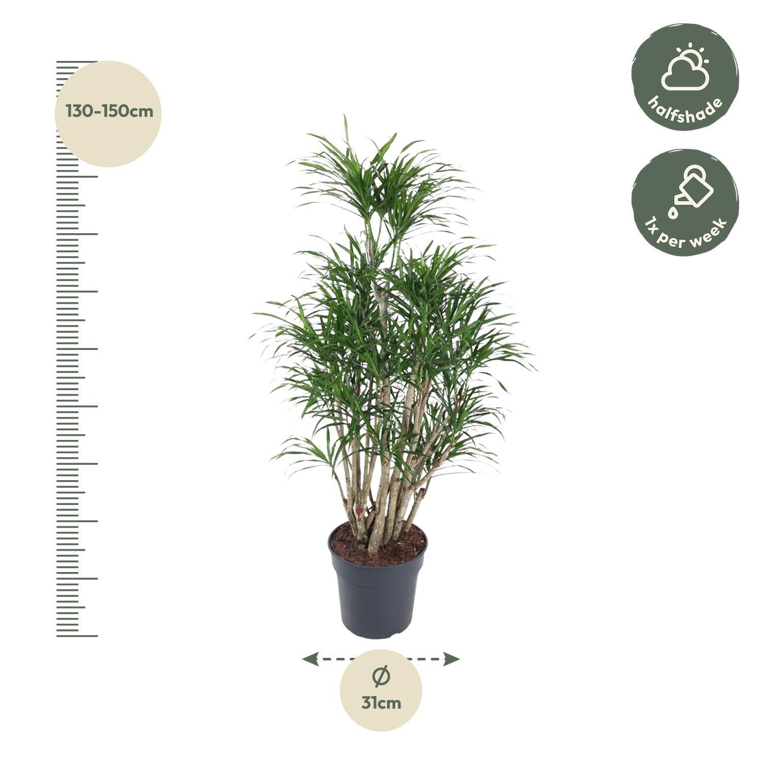 Dracaena Anita vertakt - 140 cm - Ø31 cm | Dracaena - Anita Dragon Tree