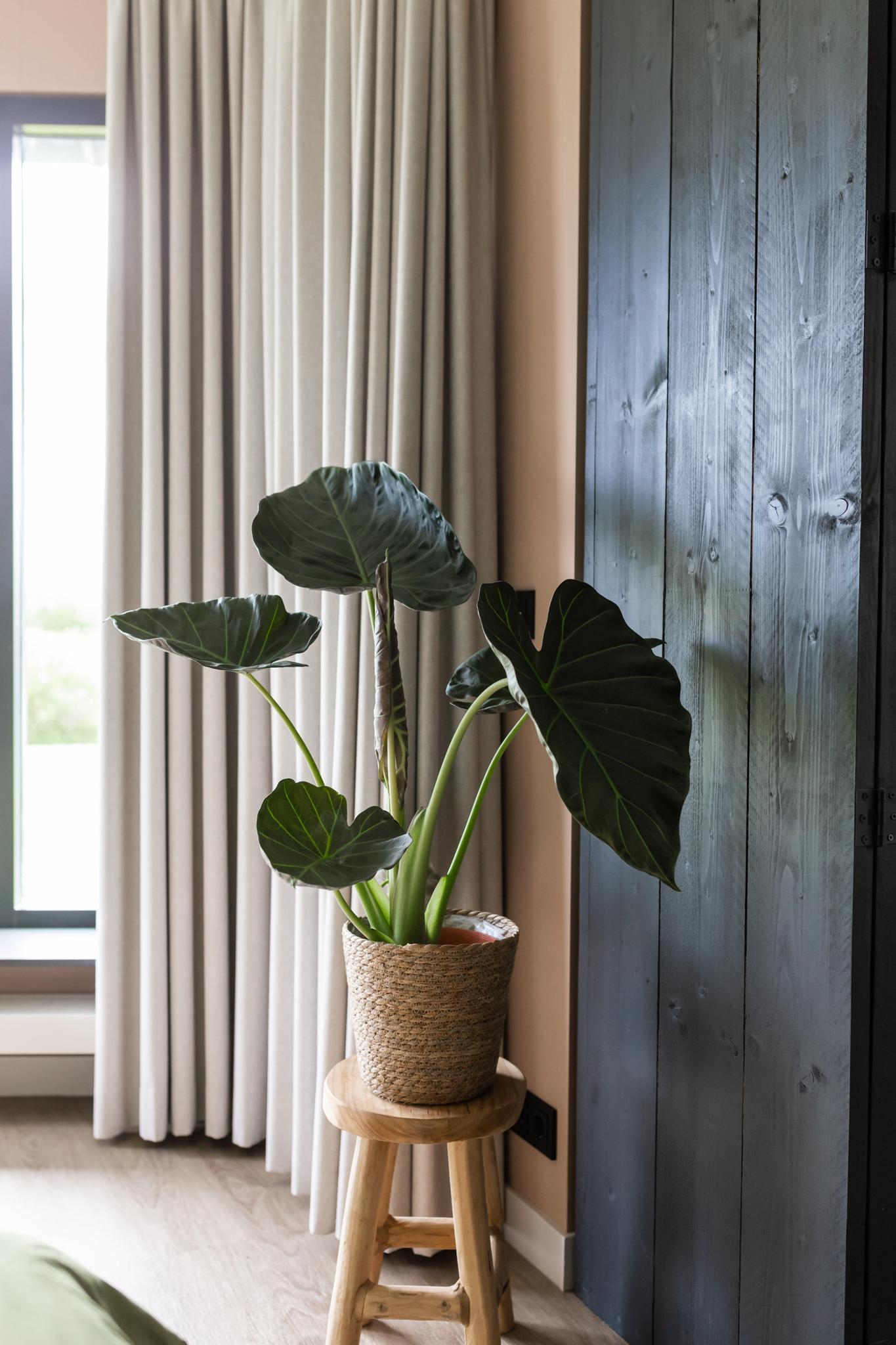 Alocasia Regal Shield 110cm - Ø24cm | Een grote kamerplant