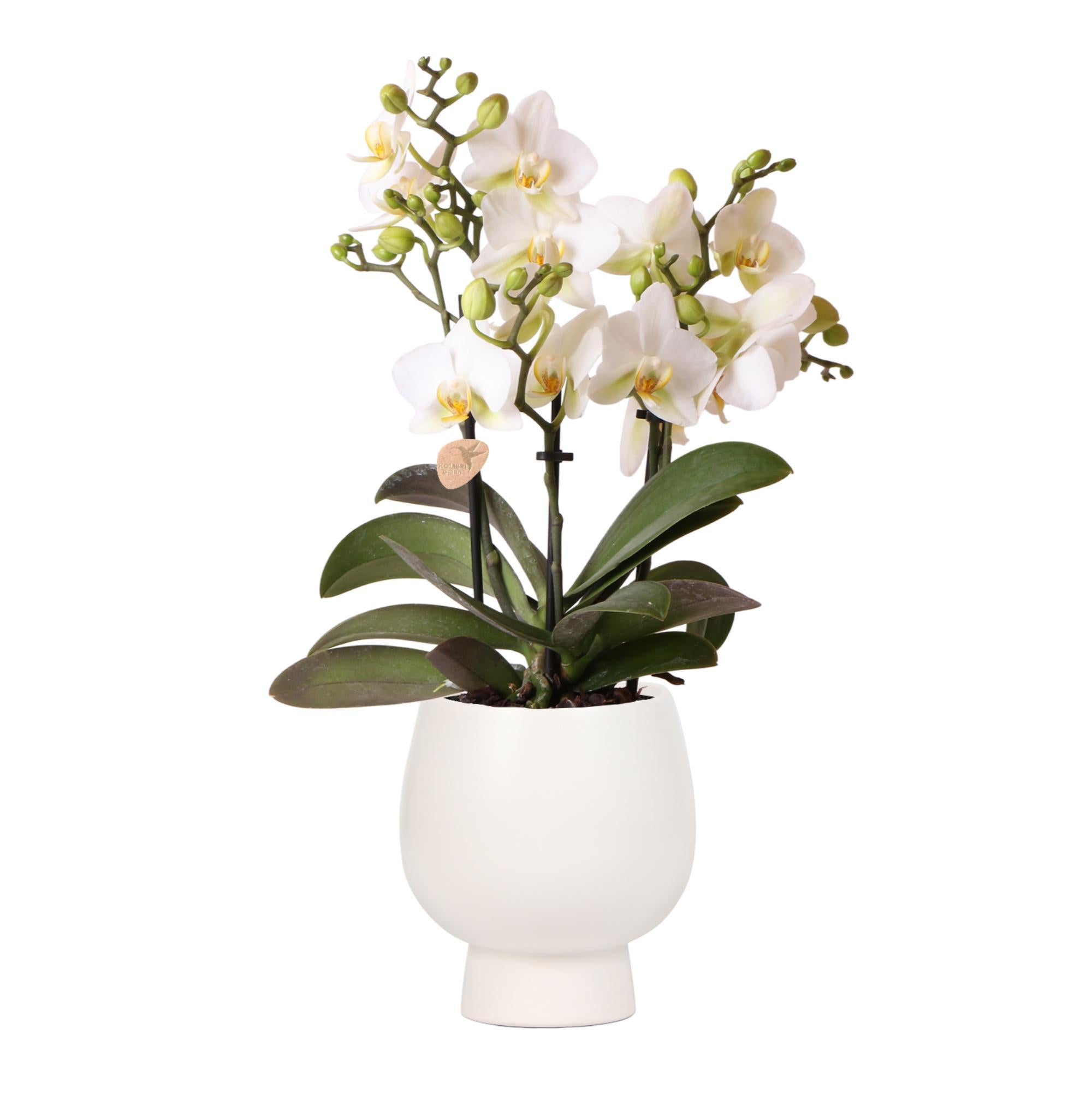 Orchidee | Witte Phalaenopsis orchidee - Lausanne + Scandic witte sierpot - potmaat Ø9cm