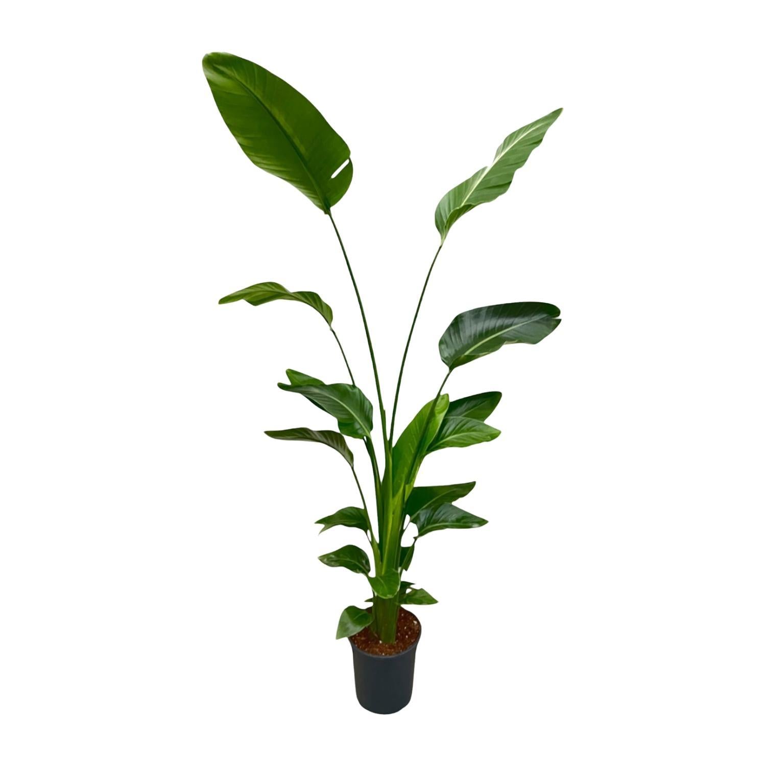 Strelitzia Nicolai - 150 en 170 cm - ⌀21 cm | Grote Kamerplant