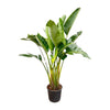 Strelitzia Augusta multi stam - 200 cm - ø30 cm | Grote kamerplant